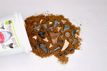 Load image into Gallery viewer, Shark Bite Bucket - Quart - Shark Teeth from South Carolina