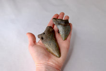 Load image into Gallery viewer, Shark Bite Bucket - Gallon - Shark Teeth from South Carolina