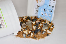 Load image into Gallery viewer, Shark Bite Bucket - Gallon - Shark Teeth from South Carolina