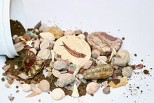 Load image into Gallery viewer, Fossil Finds Fossil Hunting and Gem Mining Bucket - Quart