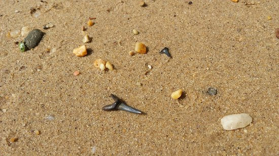 Sharks Teeth Galore