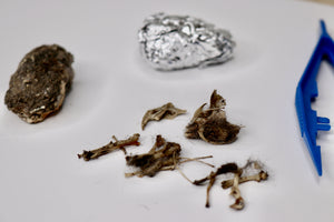 Owl Pellet - 1.25"-1.5"