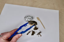 Load image into Gallery viewer, Owl Pellet - 1.25&quot;-1.5&quot;
