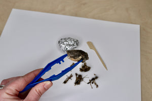 Owl Pellet - 1.25"-1.5"