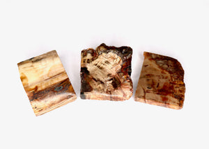Petrified Wood Polished Slab - 2-3"