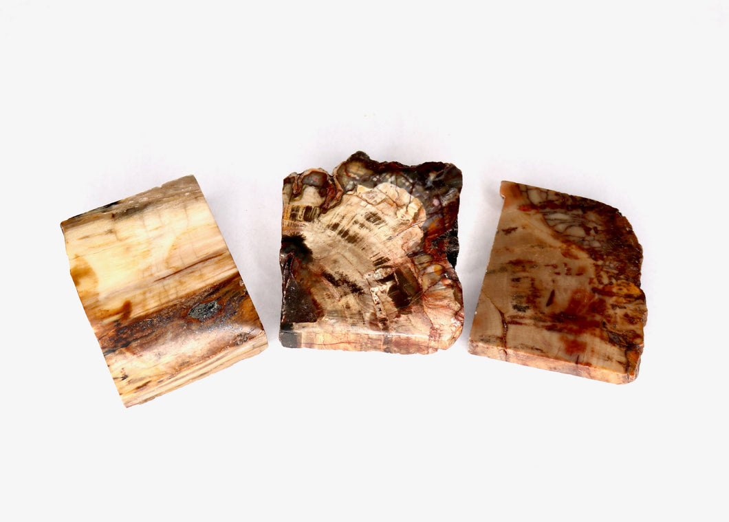 Petrified Wood Polished Slab - 2-3
