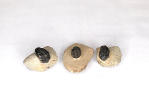 Trilobite - Premium - Fossil