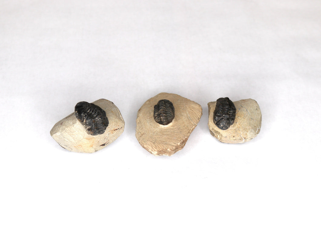 Trilobite - Premium - Fossil
