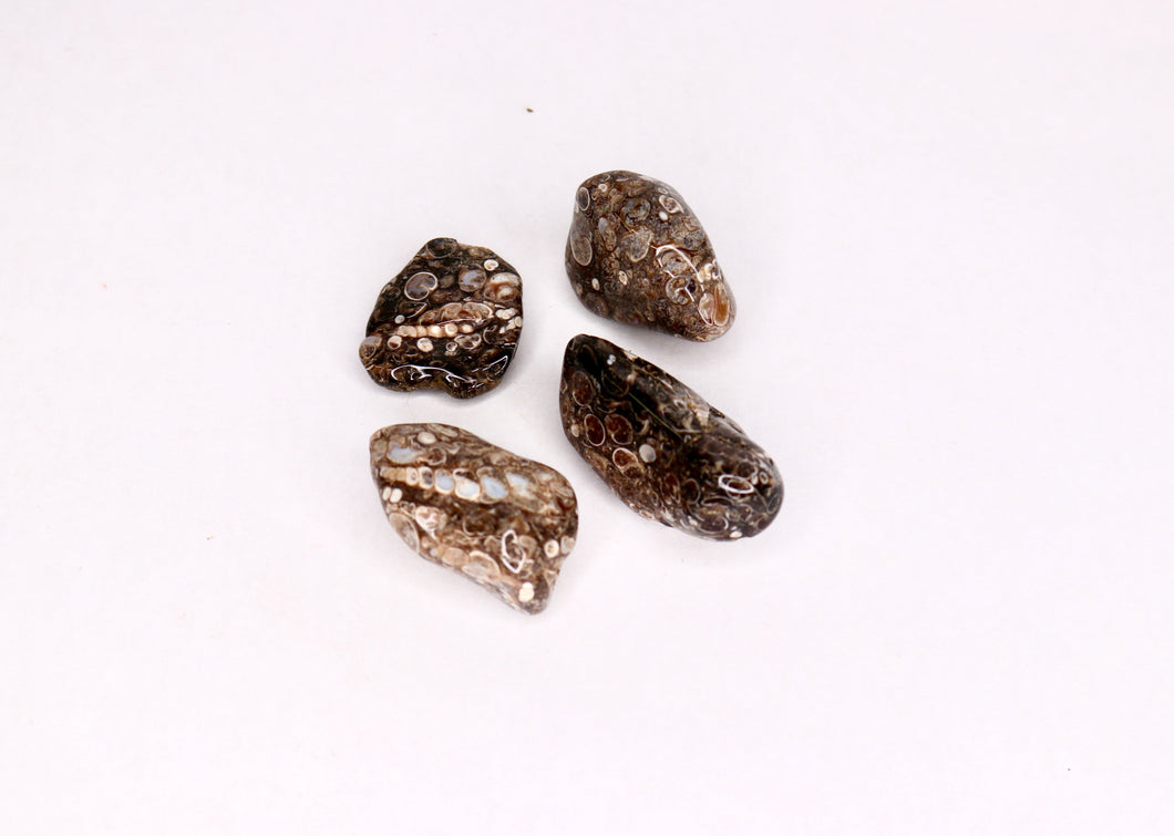 Turritella - Tumbled Gemstone