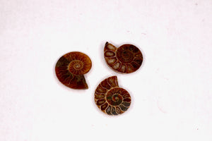 Ammonite - 1/2-1" - Fossil