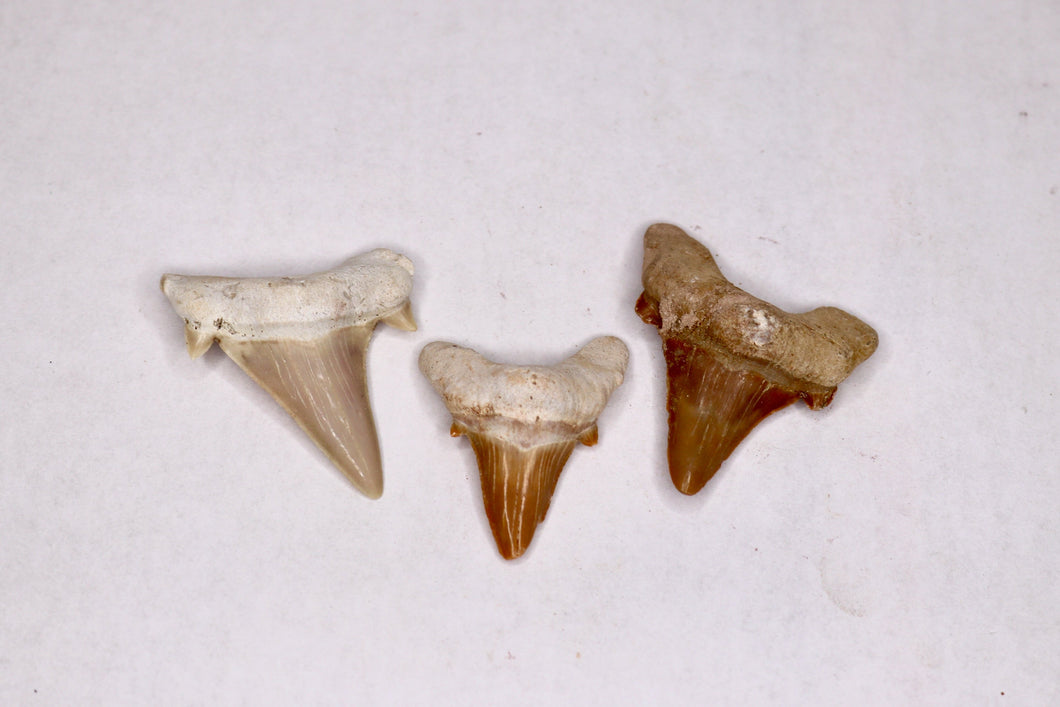 Shark Tooth - 1-2