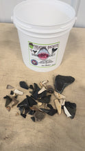 Load and play video in Gallery viewer, Shark Bite Bucket - Gallon - Shark Teeth from South Carolina
