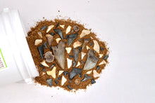 Load image into Gallery viewer, Shark Bite Bucket - Gallon - Shark Teeth from South Carolina
