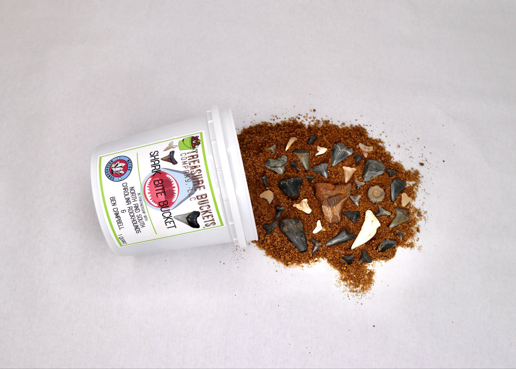 Shark Bite Bucket - Quart - Shark Teeth from South Carolina