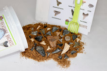 Load image into Gallery viewer, Shark Bite Bucket - Quart - Shark Teeth from South Carolina
