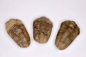 Trilobite - 3-5" - Fossil